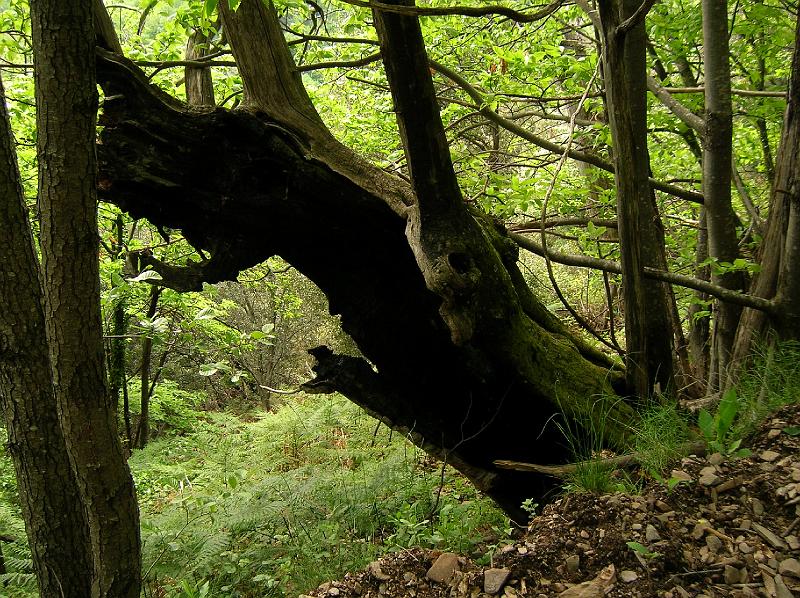DSCN2992.JPG - Vieux châtaignier creux