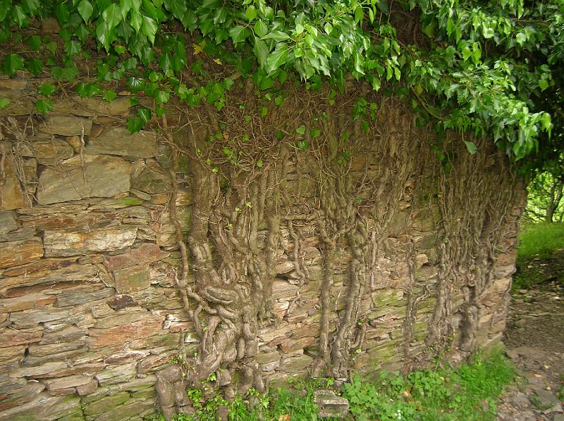 DSCN2997.JPG - Mur de pierre envahi par le lierre