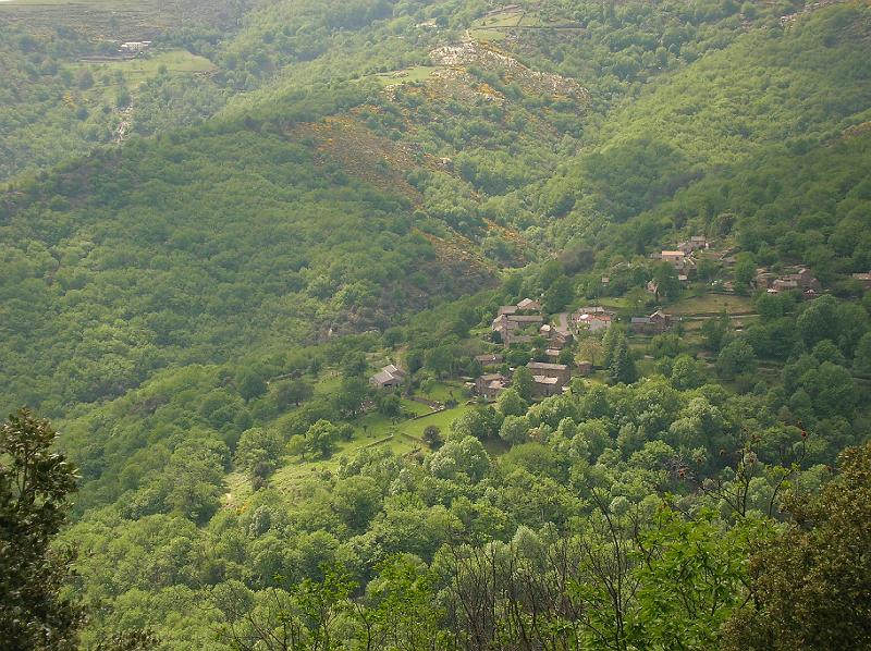 DSCN3004.JPG - La châtaigneraie reverdit