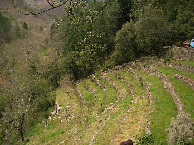 DSCN2922.JPG - Faïsses exposées au couchant